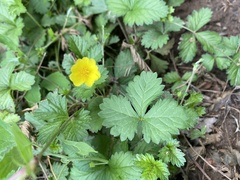 Potentilla reptans sericophylla