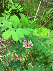 Hosackia rosea