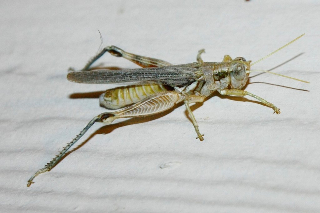 Arrowweed Grasshopper