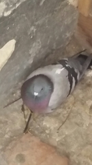 Columba livia domestica