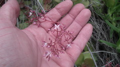 Crassula multicava multicava