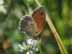 Coenonympha pamphilus