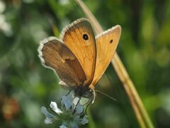 Coenonympha pamphilus