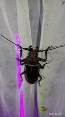 Mallodonopsis mexicanus