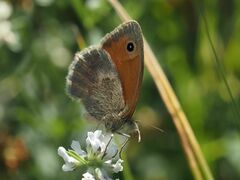 Coenonympha pamphilus