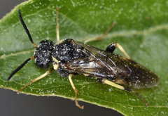 Pseudosiobla