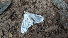 Lepidoptera