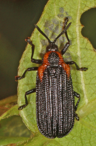 Orange-shouldered Leafminer photo 2