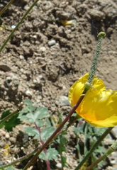 Glaucium squamigerum