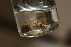 Pachydiplax longipennis