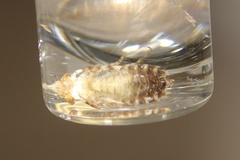 Pachydiplax longipennis