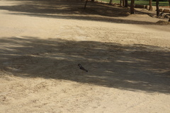 Vanellus indicus