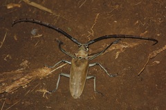 Batocera numitor