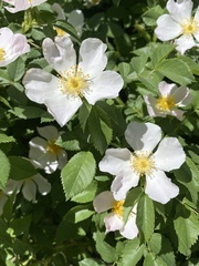Rosa woodsii