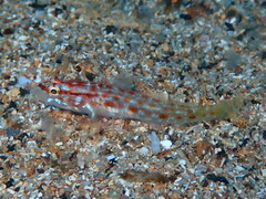 Gobius kolombatovici