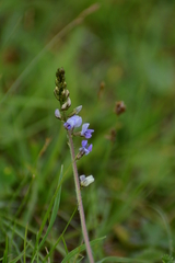 Oxytropis glabra