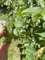 Rosa woodsii