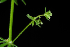 Galium anglicum