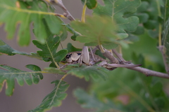 Pholidoptera dalmatica