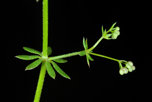 English Bedstraw