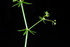 Galium anglicum