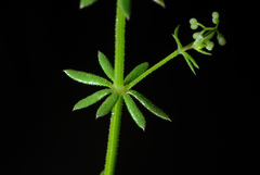 Galium anglicum