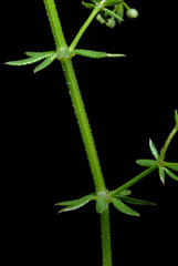Galium anglicum