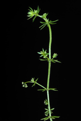 Galium anglicum