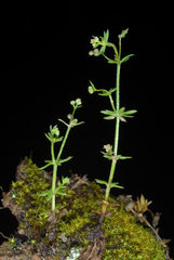 Galium anglicum