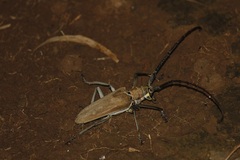 Batocera numitor