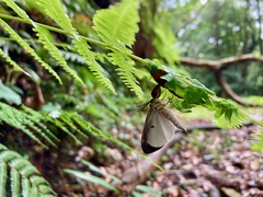 Lymantria postalba