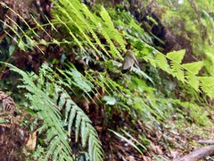 Lymantria postalba