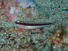 Gobius vittatus