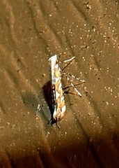Acrocercops albinatella