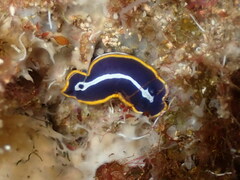 Felimare fontandraui