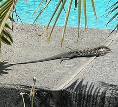 Aspidoscelis costatus