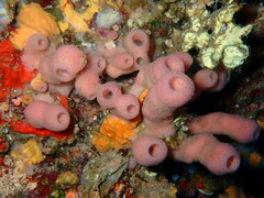 Haliclona mediterranea