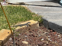 Aspidoscelis costatus