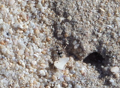 Dasylabris lugubris