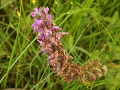 Dactylorhiza elata