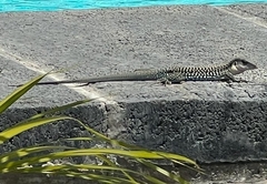 Aspidoscelis costatus