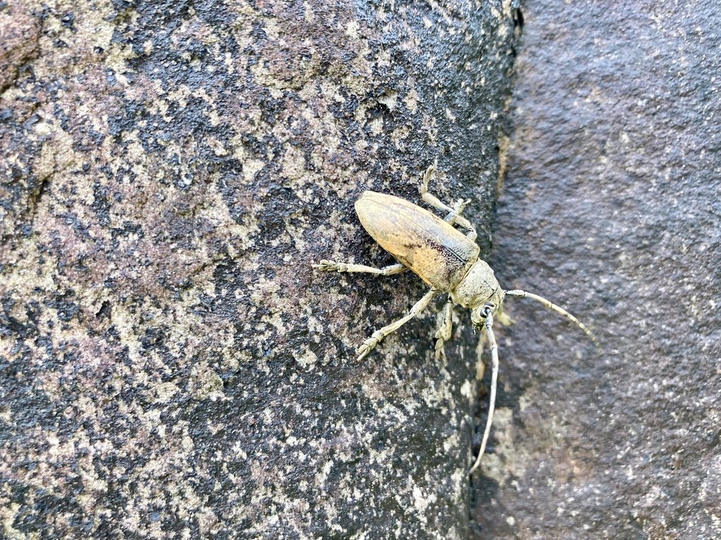 Bumetopia japonica