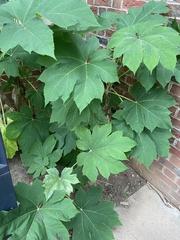Tetrapanax