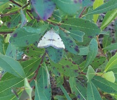 Macaria sulphurea