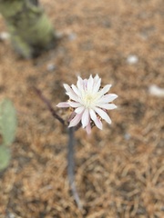Peniocereus greggii