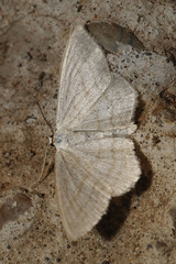 Scopula umbelaria
