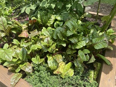 Beta vulgaris vulgaris