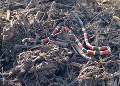 Micrurus tener tener