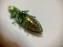 Chrysodema lewisii