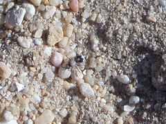 Dasylabris lugubris